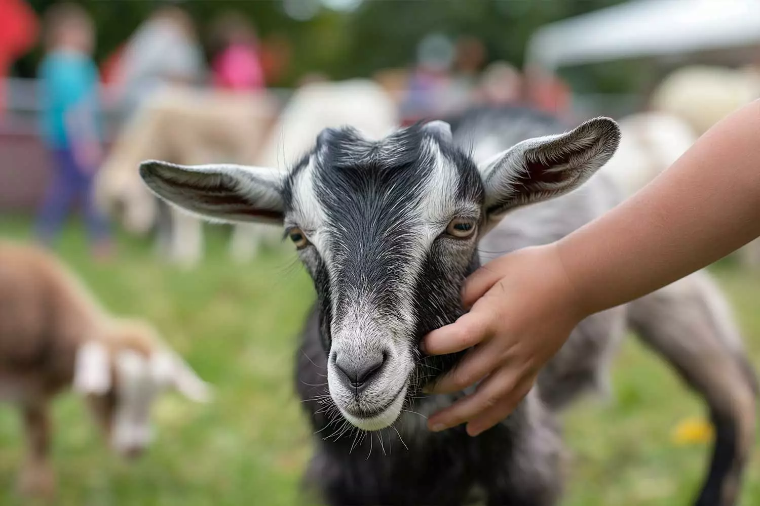 A child petting a goat at Skyland Ranch in Sevierville, TN.