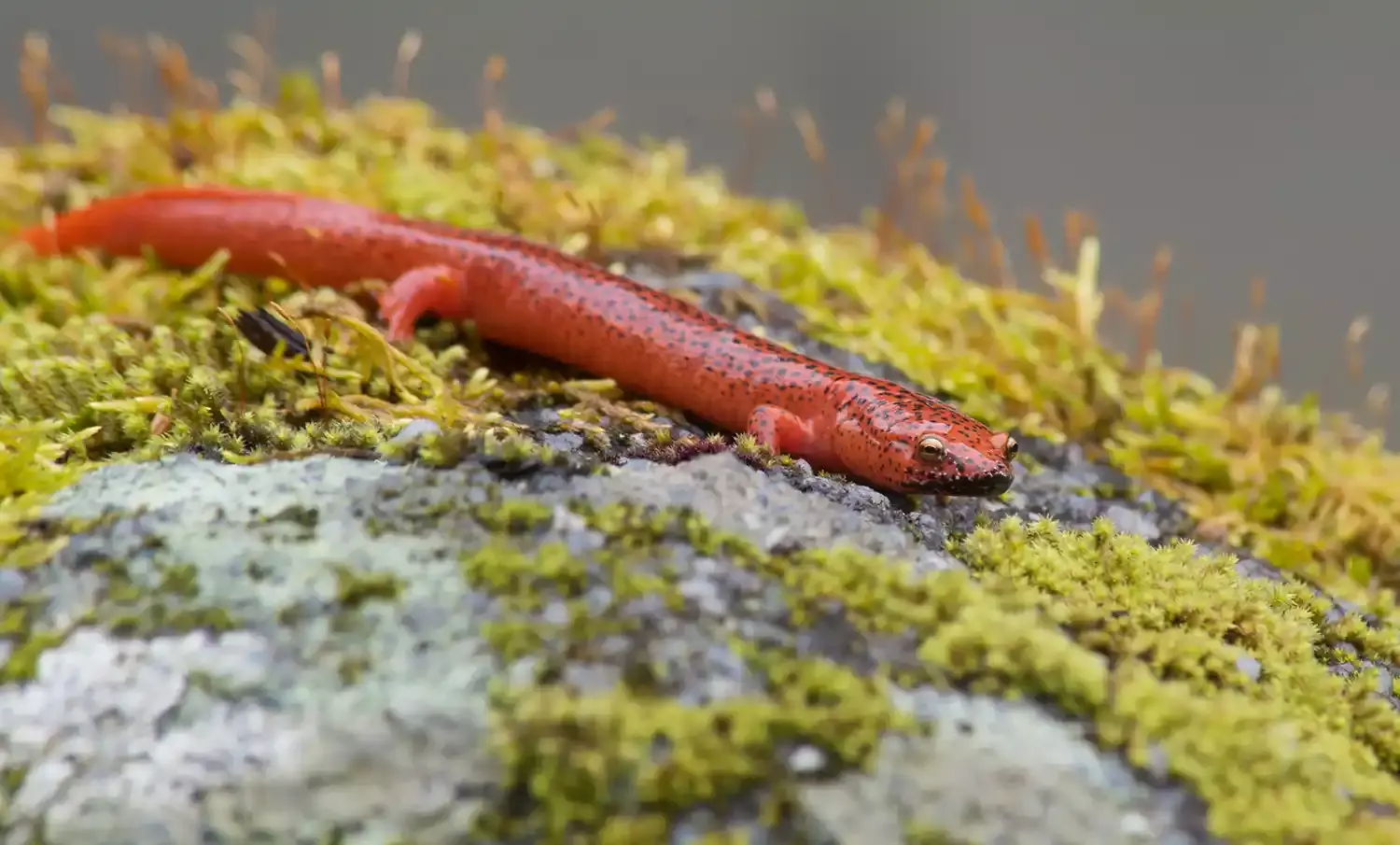 A salamander in the Smoky Mountains
