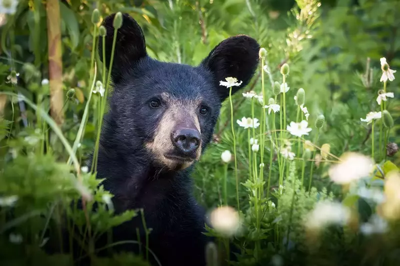 A bear in the Smoky Mountains of East Tennessee.