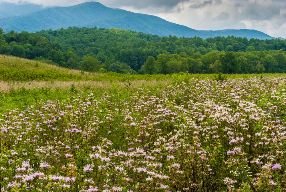 wildflower-season
