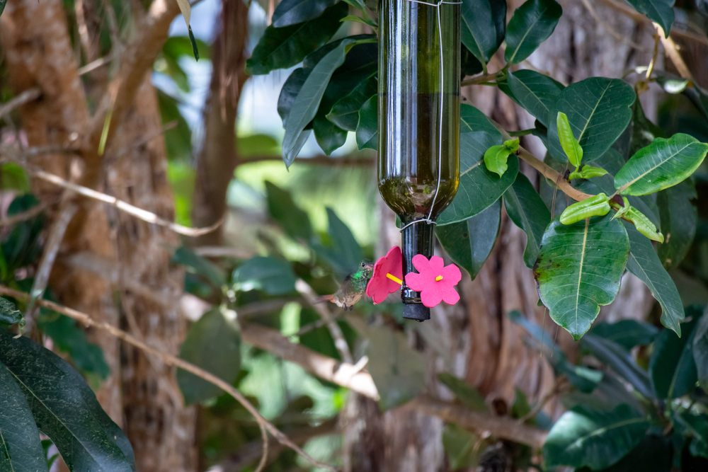 birdfeeders