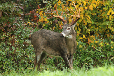 smoky mountain wildlife like deer are popular