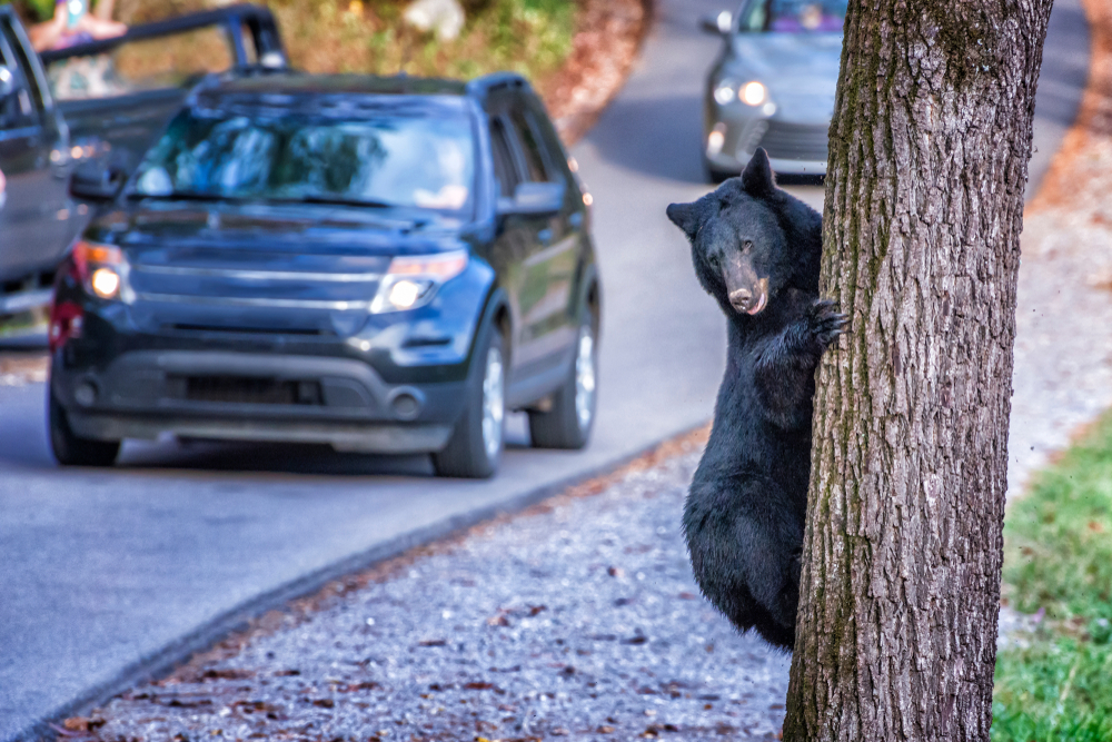 smoky mountain wildlife like bears are in cades cove