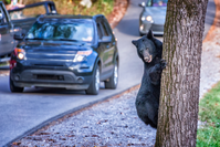 smoky mountain wildlife like bears are in cades cove