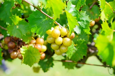 muscadine grapes make tennessee muscadine wine