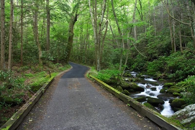 roaring fork motor nature trail is one of the top scenic drives in the smokies